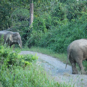 Tabin National park